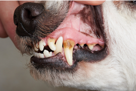 An image of a dogs canine teeth with discoloration