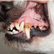 An image of a dogs canine teeth with discoloration