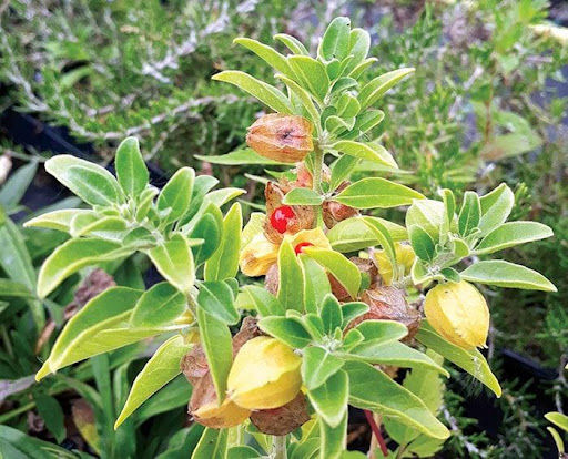 ashwagandha for stress