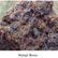 Shilajit: Ancient Medicine for a Modern Toxic World
