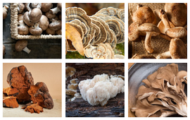 Health Benefits of Ergothioneine: A Pathway to Longevity