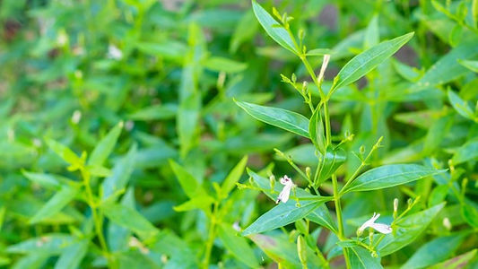 Andrographis plant