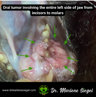 An image of an oral tumor in a pet