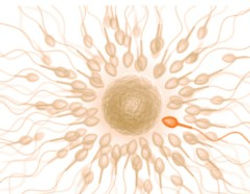 Sperm Counts Are Falling. What’s Behind the Decline?
