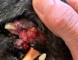 An Integrative Bioregulatory Approach for Treating Oral Cancers In Pets