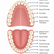 An image of tooth anatomy