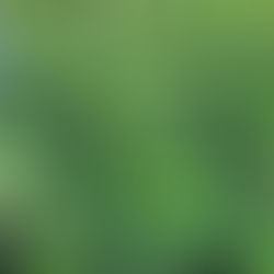 The Incredible Medicinal Properties of True Biblical Hyssop: Origanum syriacum