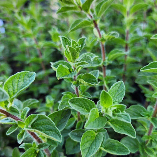 The Incredible Medicinal Properties of True Biblical Hyssop: Origanum syriacum