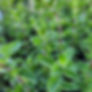 Image of the true hyssop, origanum syriacum.