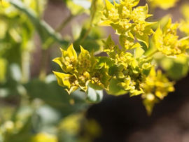 The Complete Bupleurum Root Guide: Benefits, Dosage & Science