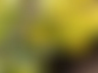 The Complete Bupleurum Root Guide: Benefits, Dosage & Science