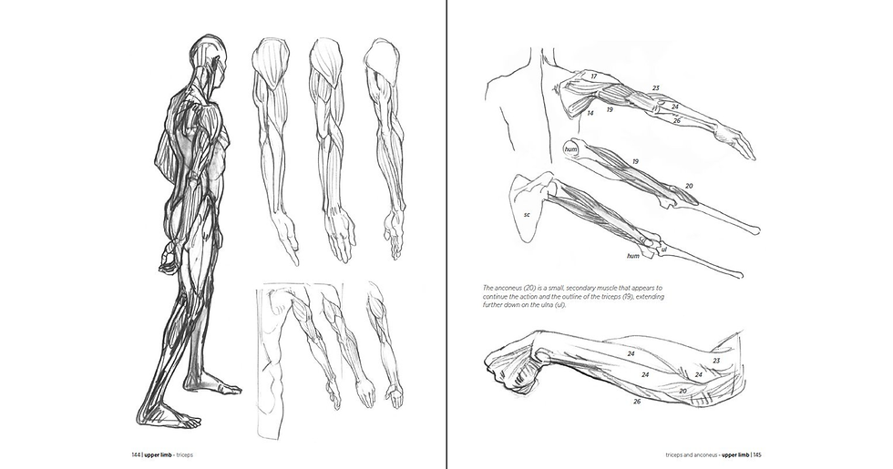 Thumbnail: Morpho: Anatomy for Artists