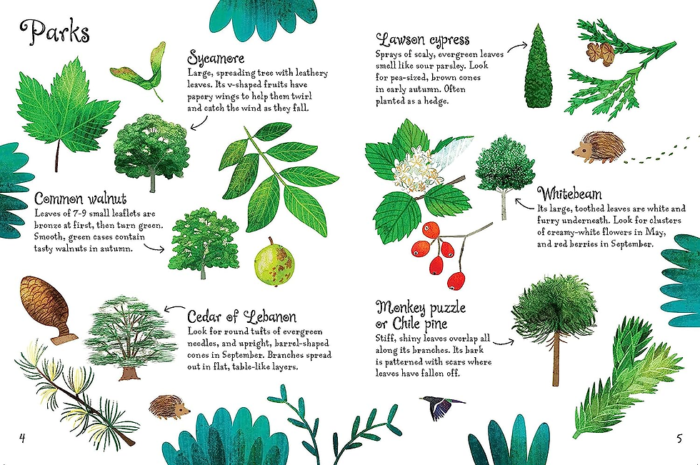 Trees to Spot (Usborne Minis) New