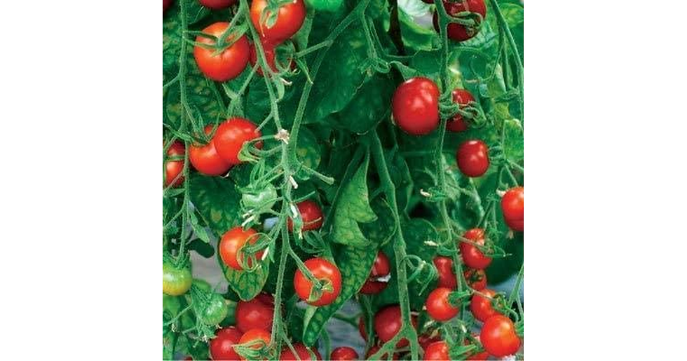 Thumbnail: Simply Garden Vegetable Seeds Variety Pack 4 Types Lettuce Tomato Cucumber Onion