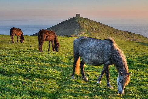 rame head.jpg