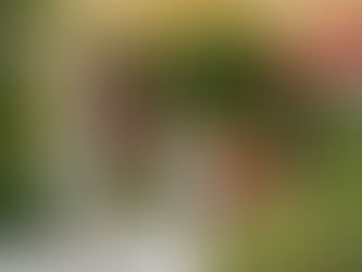 Custom and Dutch Doors