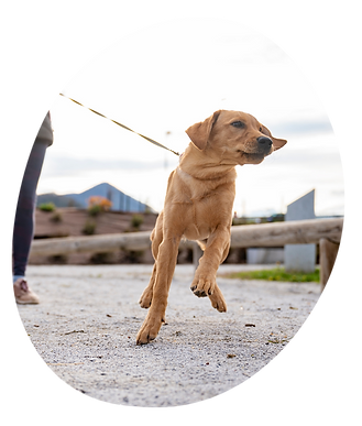 Canis Flyer (A5) (1).png