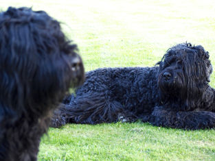 AARON BEN HUR VOM DON