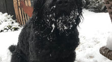 Ben und Mighty hatten Schnee !