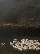 Decorative atmospheric photo of ducks taken in Vietnam by Registered Psychotherapist Katelyn Mackay