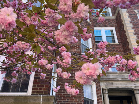 Photograph of cherry blossom tree in full bloom