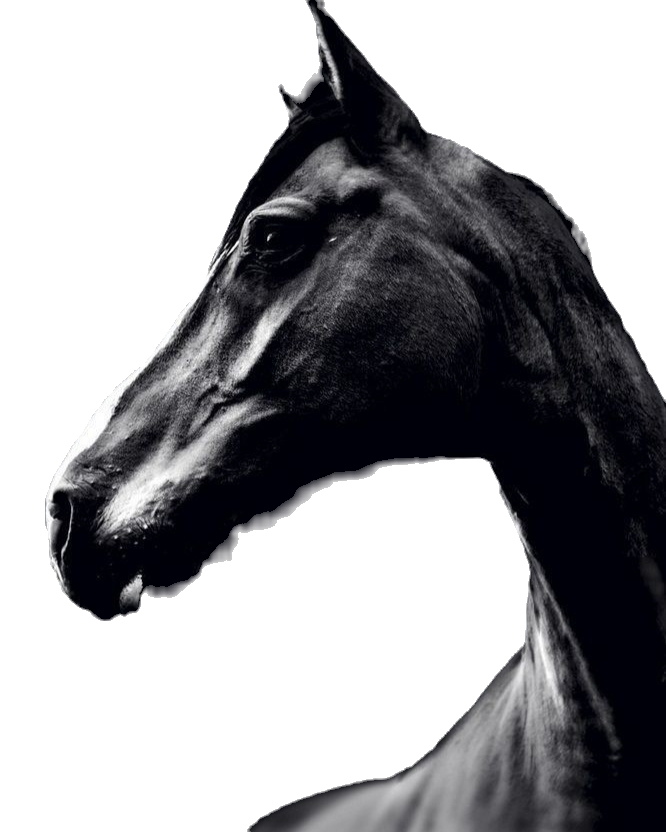 dark horse 2_edited_edited.png
