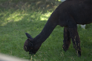 Miniature : PLAID MERVEILLEUX PERLE