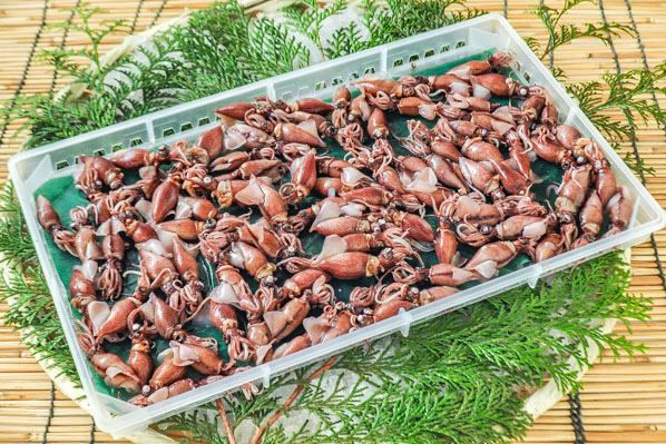 縮圖：富山 熟螢光魷魚 ボイルホタルイカ Toyama Hotaruika Firefly Squid 300g