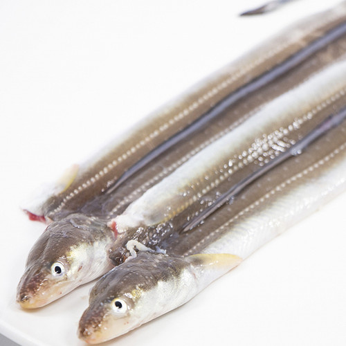 長崎対馬 開邊活〆穴子 海鰻魚 Nagasaki Tsushima Fresh Sea Eel Anago 1kg | Pirineko 辣喵