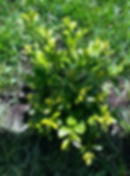 Green Velvet Boxwood