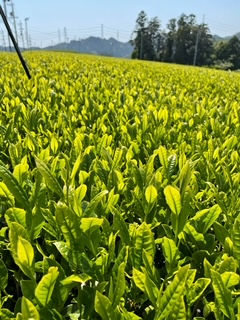 掛川茶最盛期