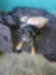 Puede ponerse el que desee