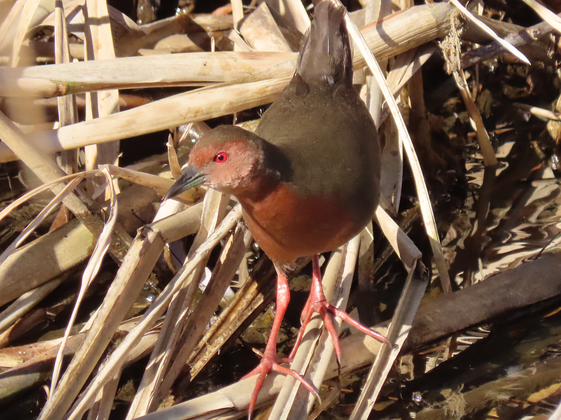 佐倉の野鳥 佐倉市内での野鳥の見つけ方 楽しみ方 佐倉の野鳥 佐倉市内での野鳥の見つけ方 楽しみ方