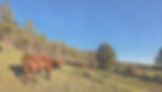 1000002753_edited.jpg