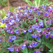 Adding colour to your shade garden with Lungworts