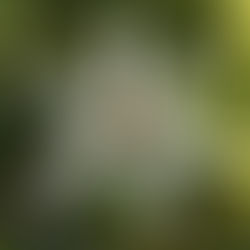 Colourful additions to the spring garden