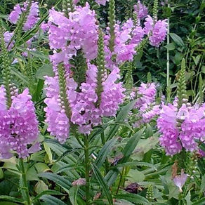 Nursery Open days and Massive Autumn Perennial sale