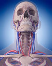 the-circulatory-system---neck-486788190_