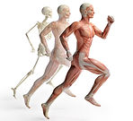 male-anatomy-running-455043579_1817x1654
