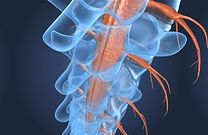 Spine-anatomy-x-ray-macro-view,-3d-rende