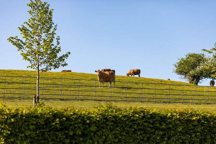 Cow at Longbourn Estate Barn Wedding