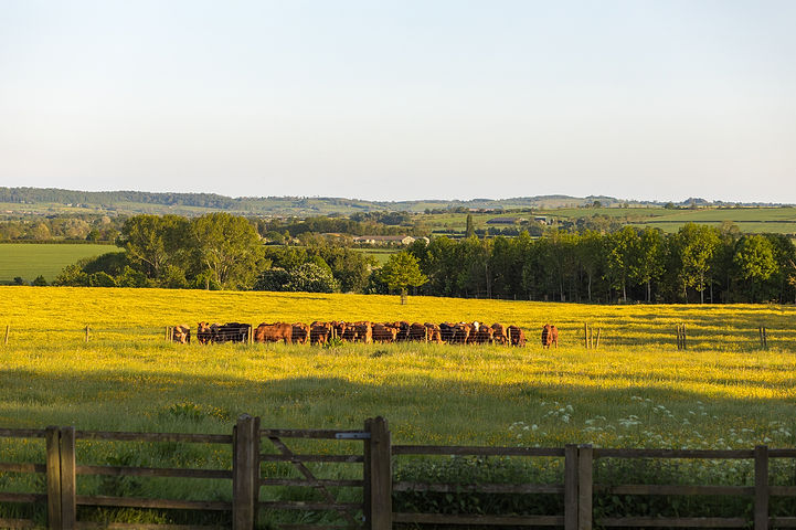 Cows at Longbourn Estate Barn Wedding