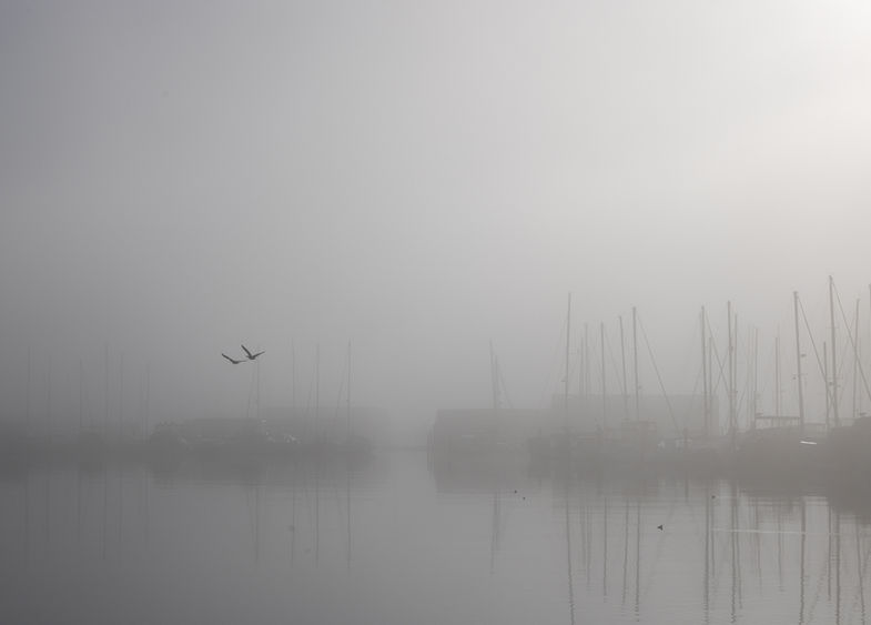 Birds fine art print — birds crossing the mist, Vancouver. 60x90cm limited edition Hahnemühle print by Ana Zaha Studio.