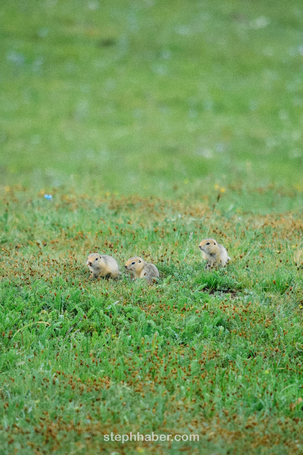 Three small animals in a grassy field.