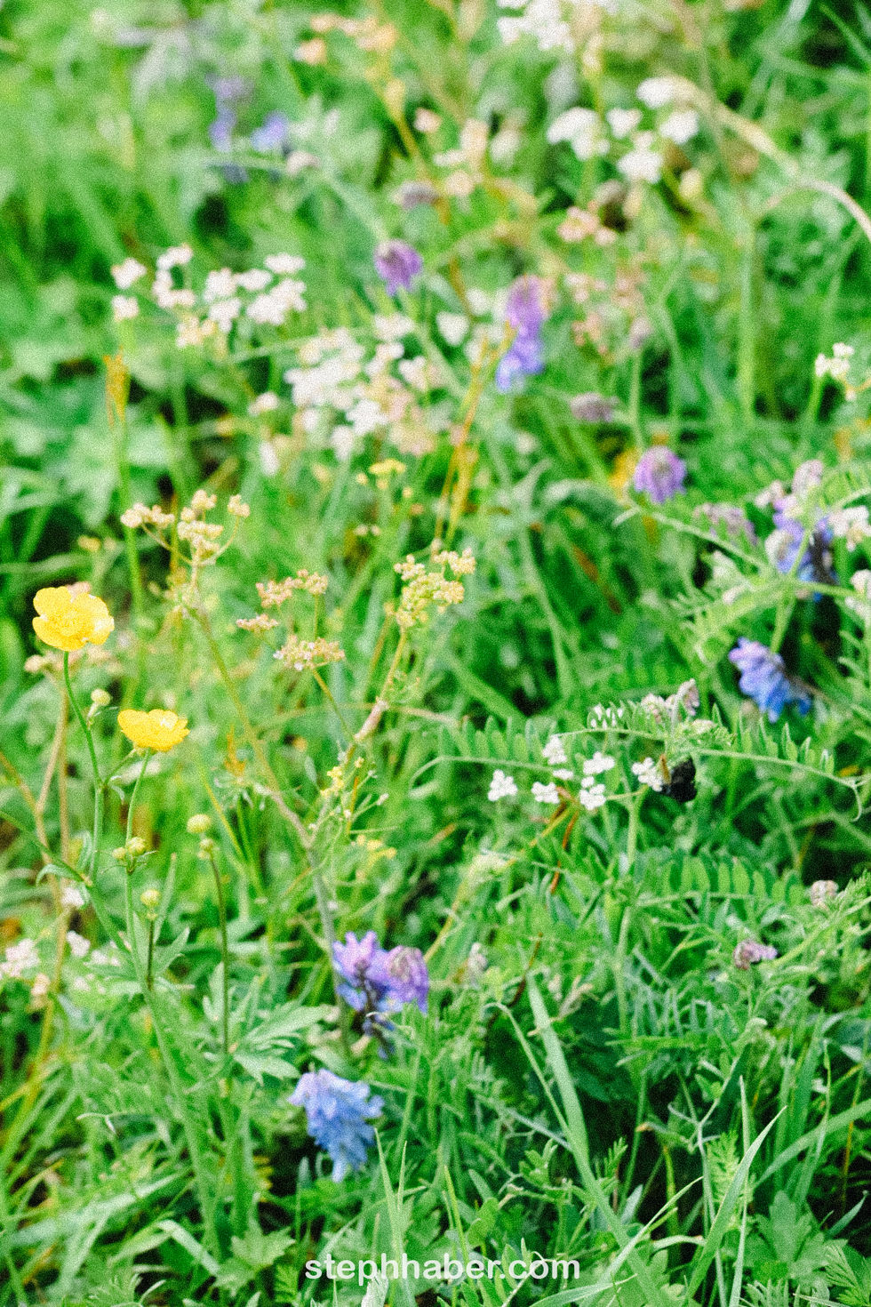 Wildflowers in a green grassy field.