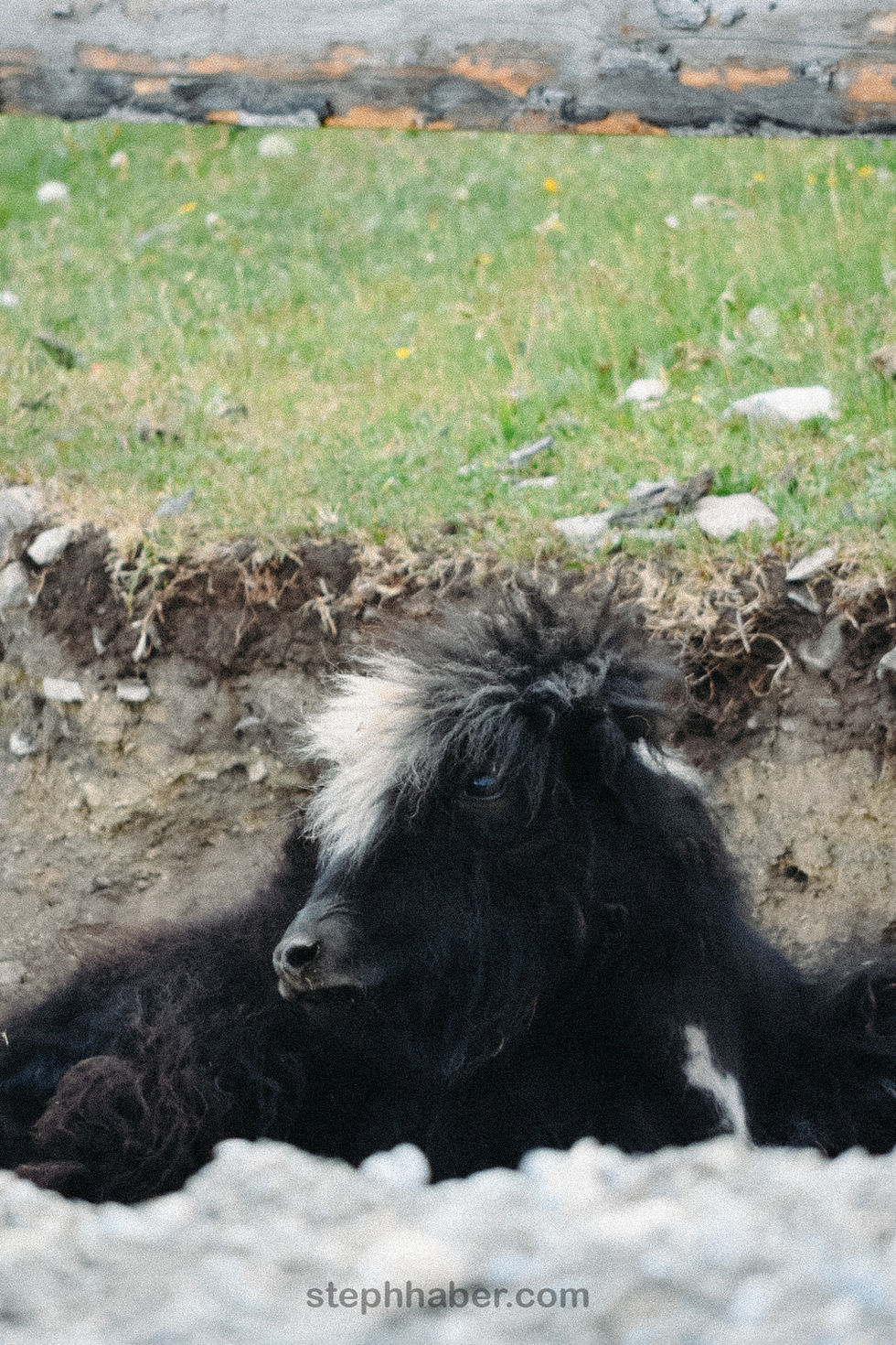 Fluffy black and white animal lying on grass.