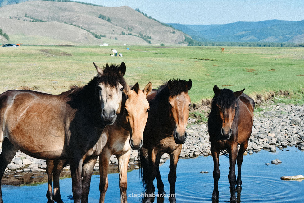 Four horses standing near a water stream.