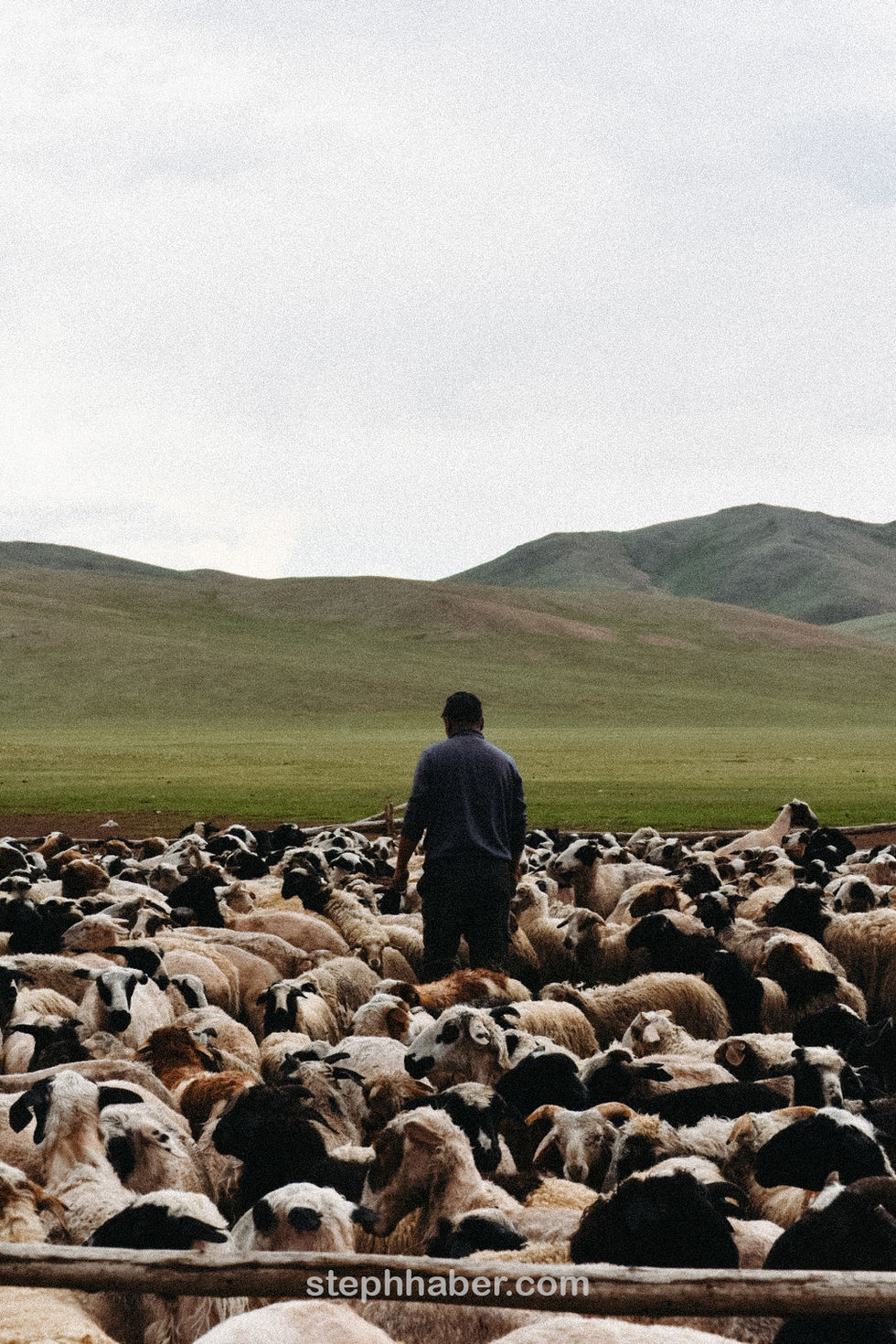 Person standing among sheep in a grassy field.