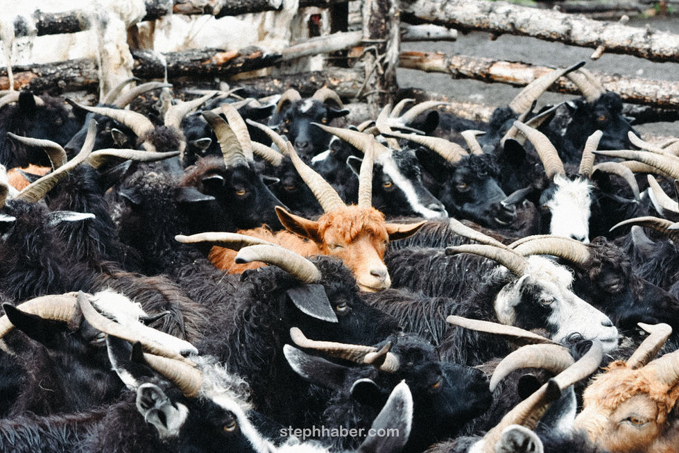 Brown goat among black goats in a crowded pen. Mongolia