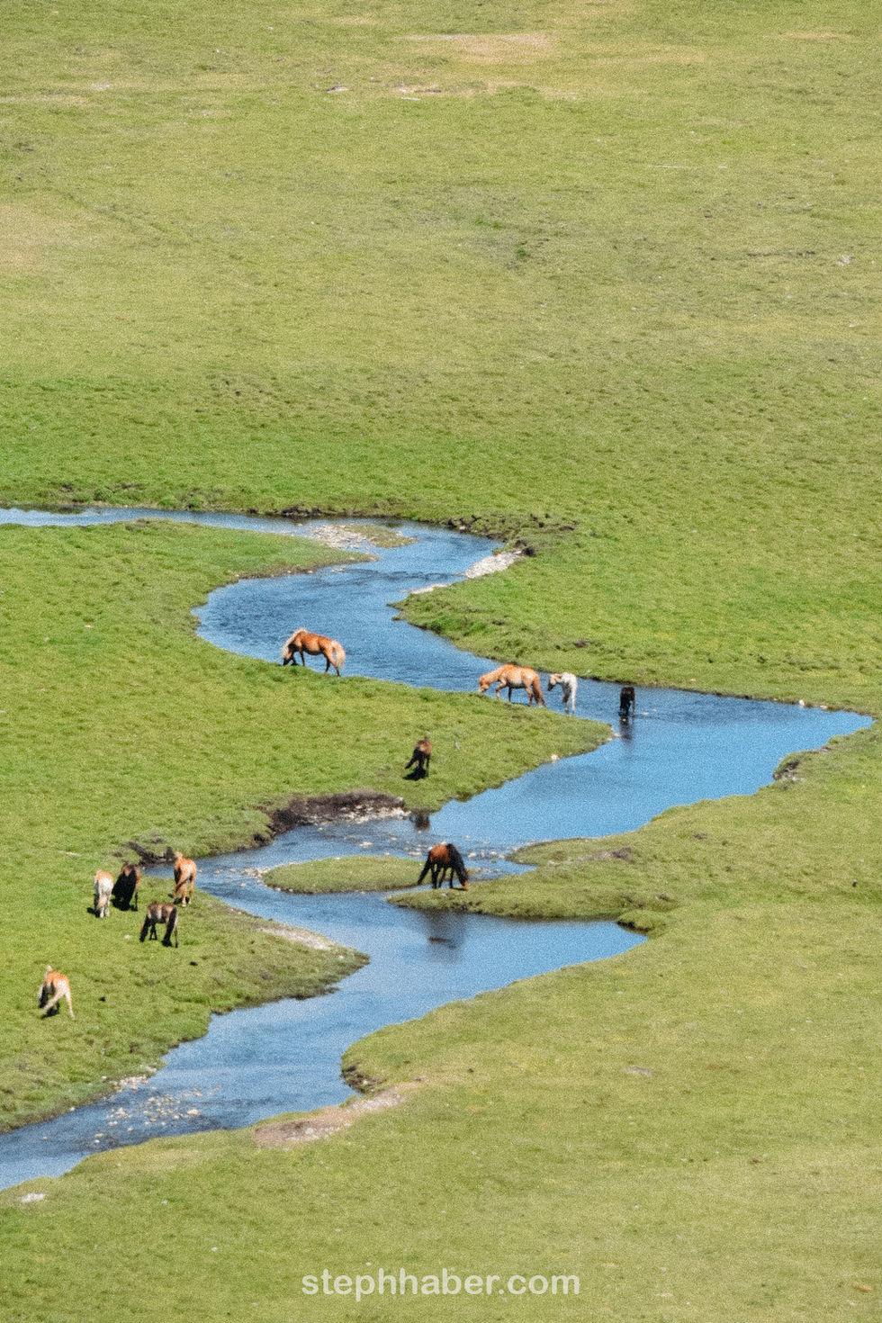 Horses grazing near a winding stream in a field. Mongolia